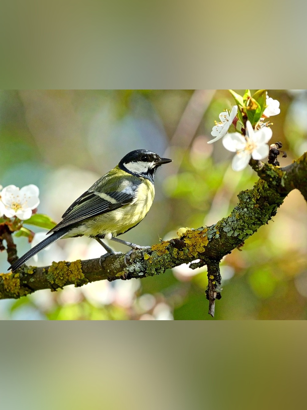 Garden Songbird Photography Print in Yellow, Olive and Black
